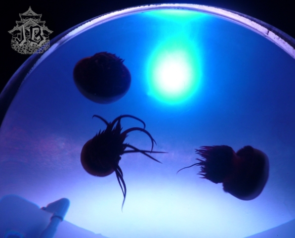 Small jellyfish swimming in a round aquarium