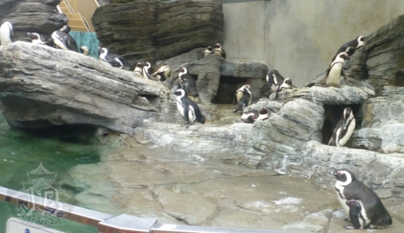 A Humboldt penguin colony
