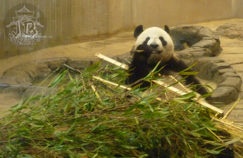 Panda play-eating bamboo