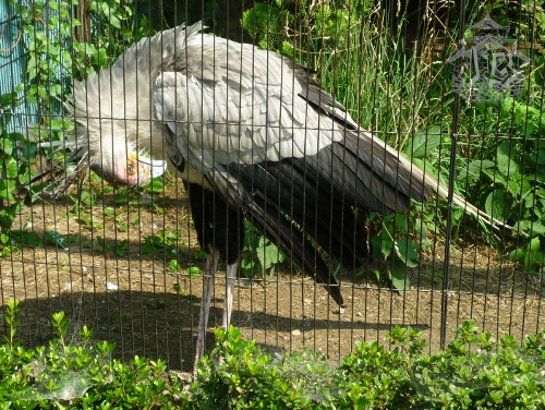 Secretary bird, a bird similar to a stork with crazy feathers - like a Native American hairdress - on its head