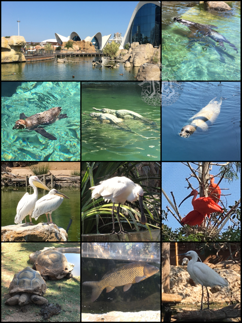 Collage of different animals, and general view of the park. Penguins, crocodiles, seal, pelicans, snipes, ibises, tortoises, carps, crane