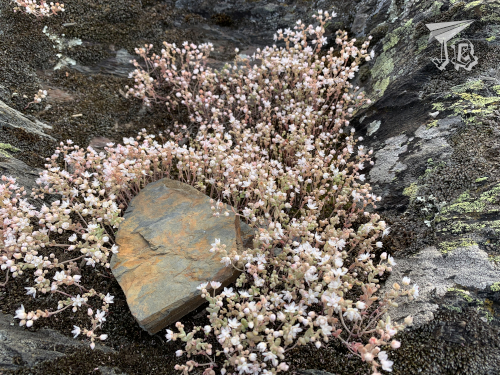 Flowers growing from the rock