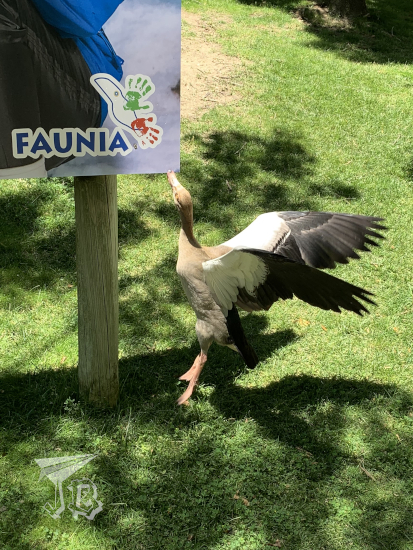 Goose attacking one of the Faunia signs