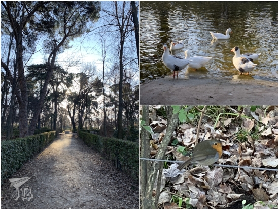 Retiro Park collage: a pathway with trees and bushes on both sides, ducks, and a robin.