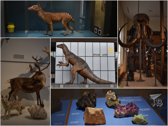 Collage. The centre is the mascot of the museum. Around it, a tasmanian tiger, a mammoth skeleton, some rocks and taxidermed animals.